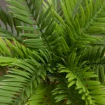 18_Leaves_Artificial_Sago_Cycas_-_-4115863 18 Leaves Artificial Sago Cycas