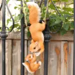 1pc-Creative-Climbing-Rope-Squirrel-Figurine-Perfect-forGarden-Outdoor-Decoration.jpg_3129e434-977a-44bc-bb6b-b02a0cfa2de9 1pc Creative Climbing Rope Squirrel Figurine Perfect forGarden Outdoor Decoration.jpg 3129e434 977a 44bc bb6b b02a0cfa2de9