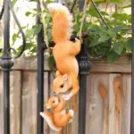 1pc-Creative-Climbing-Rope-Squirrel-Figurine-Perfect-forGarden-Outdoor-Decoration.jpg_b7209605-435a-4960-bd52-181744138294 1pc Creative Climbing Rope Squirrel Figurine Perfect forGarden Outdoor Decoration.jpg b7209605 435a 4960 bd52