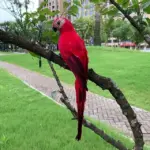 25 35cm Simulation Parrot Garden Decoration Creative Lawn Figurine Ornament Animal Bird Outdoor Garden Party Prop.jpg 640x640 191d58bd d4fa 4202 b496 fa2d5a078b7f