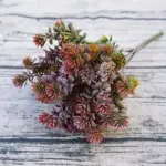 28 Heads Succulents