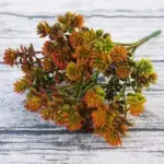 28 Heads Succulents
