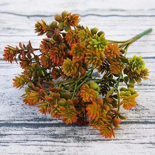 28 Heads Succulents -