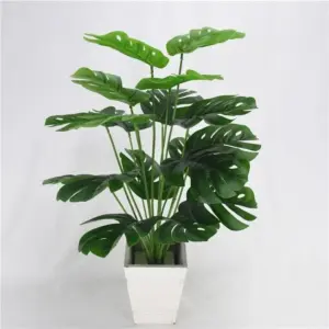 Monstera Leaves