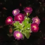 7 Hoofd Solar Led Saussurea Rose Bloem Gazon Licht Energiebesparing Gazon Lampen Buiten Tuinpad Tuin Decoratie.jpg 640x640 234f3341 501e 4d07 bb06 6039627ee329