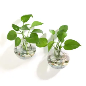 Terrarium Wall Pots