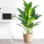 88cm-24Leaves-Large-Tropical-Palm-Tree-Fake-Banana-Plants-Leaves-Real-Touch-Strelizia-Plastic-Monstera-Plant_2e023606-fee5-42e2-aef8-d483cd9be491 88cm 24Leaves Large Tropical Palm Tree Fake Banana Plants Leaves Real Touch Strelizia Plastic Monstera Plant 2e023606 fee5 42e2 aef8 d483cd9be491