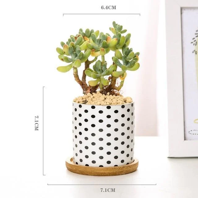Aiva - Nordic Geometric Succulent Planter -  - #tag1#