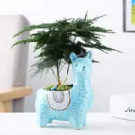 Amarar Vases