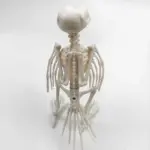Animal Bone Skeleton Halloween Decor