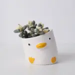 Animal Cup Planters