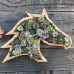 Animal Succulent Garden Arrangement tag1