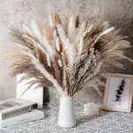Apollonia Plant