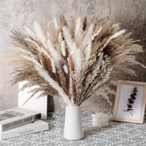 Apollonia Plant