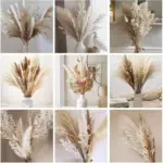 Apollonia Plant