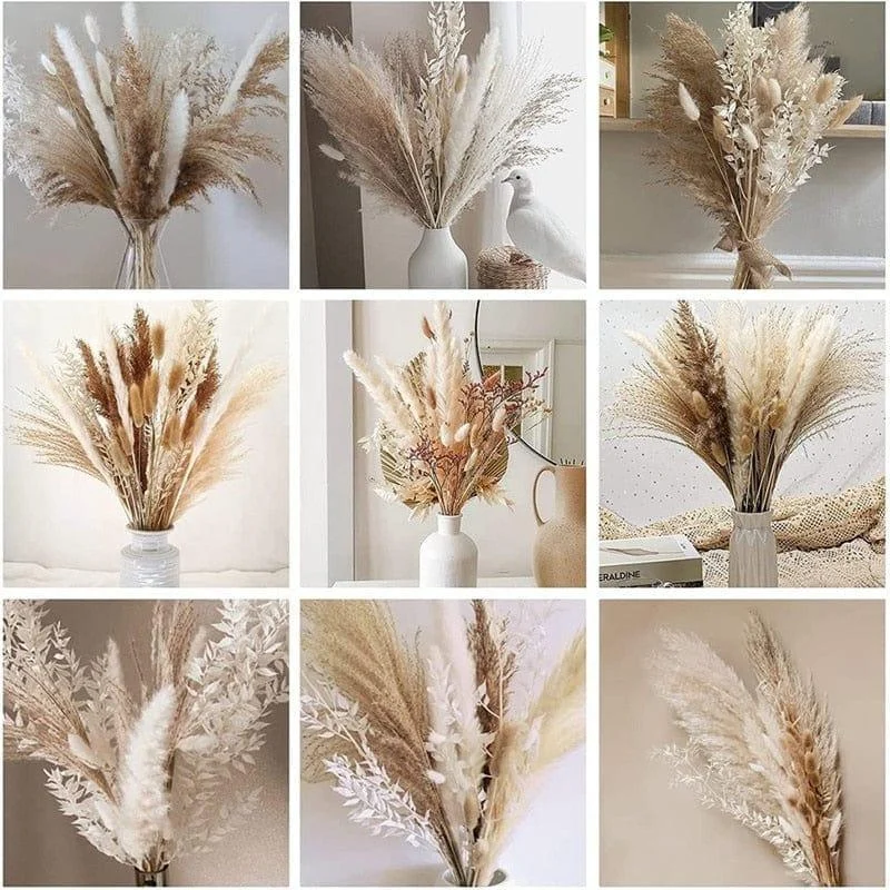 Apollonia Plant -