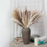 Apollonia Plant