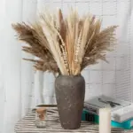 Apollonia Plant