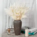 Apollonia Plant
