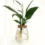 AquaRoots Glass Plant Propagators with Cork Lid tag1