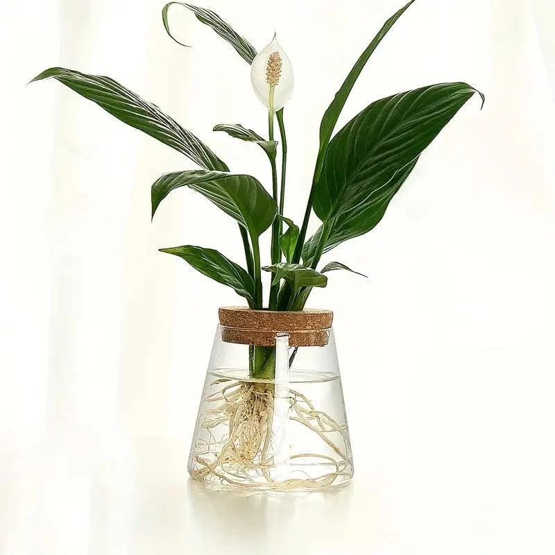 AquaRoots™ Glass Plant Propagators with Cork Lid -  - #tag1#
