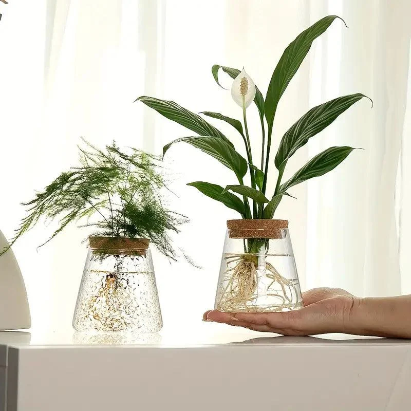 AquaRoots™ Glass Plant Propagators with Cork Lid -  - #tag1#