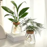 AquaRoots Glass Plant Propagators with Cork Lid tag1