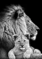 Armour Lion Canvas tag1