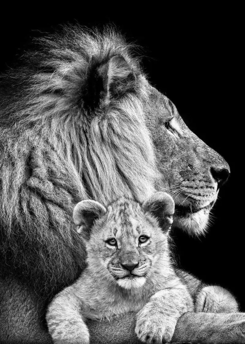 Armour Lion Canvas tag1