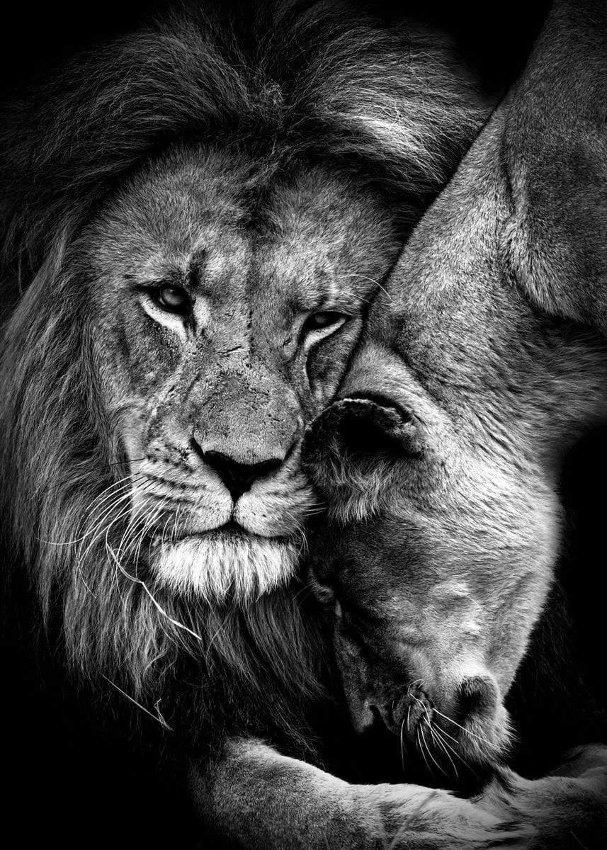 Armour Lion Canvas -  - #tag1#