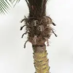 Artificial Coconut Palm Tree