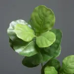 Artificial_Plants_Ficus_Tree_Branch_Banyan_-_-4128609 Artificial Plants Ficus Tree Branch Banyan