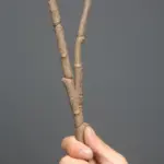 Artificial_Plants_Ficus_Tree_Branch_Banyan_-_-4128614 Artificial Plants Ficus Tree Branch Banyan