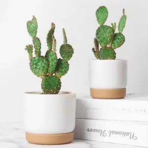 Self-Watering Plant Pot