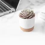 Automatic Water Absorbing Flowerpot Succulent Plant Pot Double layer Flower Pot Bonsai Green Dill Small Tree 01a89e79 1af3 4184 8f16 a4ba38e66f45