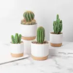 Automatic Water Absorbing Flowerpot Succulent Plant Pot Double layer Flower Pot Bonsai Green Dill Small Tree 5743430d a38b 4df0 b6f9 0db131ac6174
