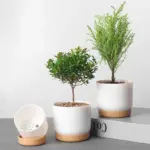 Automatic Water Absorbing Flowerpot Succulent Plant Pot Double layer Flower Pot Bonsai Green Dill Small Tree db415f19 8b35 4b88 a5ad 32b564f7e159