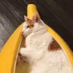 Banana_Pet_Cushion_Bed_-_-_tag1_-4145032 Banana Pet Cushion Bed tag1