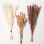 Beautiful_Dried_Pampas_Grass_Boquet_-_-_tag1_-4147741 Beautiful Dried Pampas Grass Boquet tag1