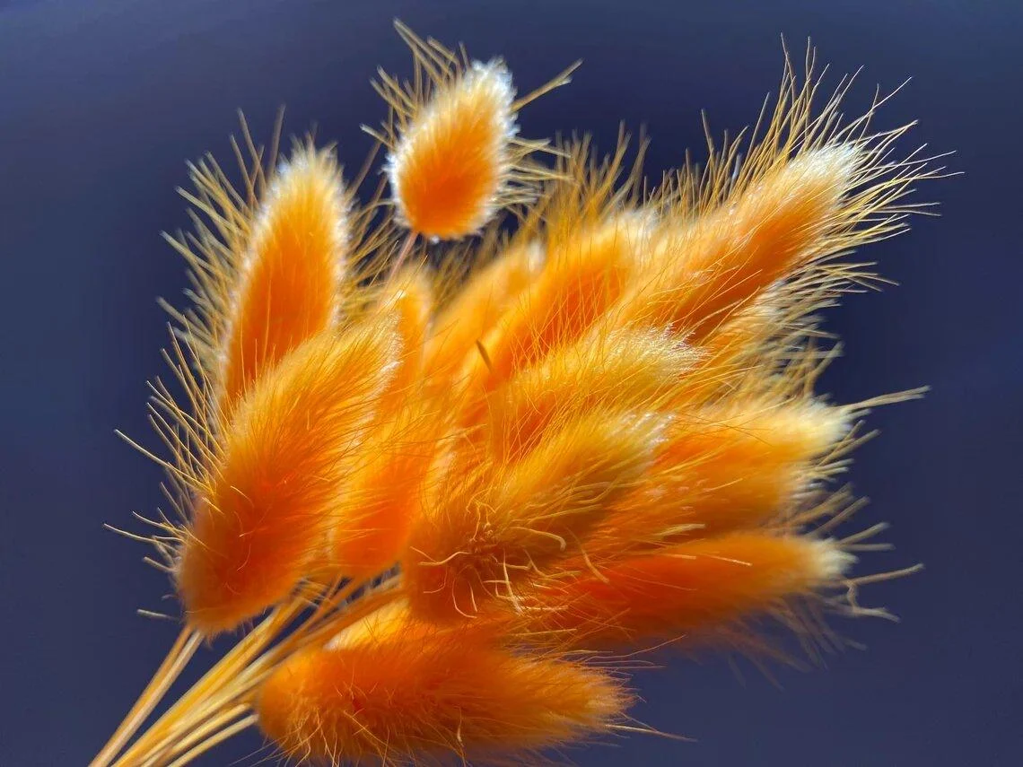 Beautiful Dried Pampas Grass Boquet -  - #tag1#