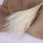 Beautiful_Dried_Pampas_Grass_Boquet_-_-_tag1_-4147874 Beautiful Dried Pampas Grass Boquet tag1