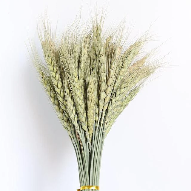 Beautiful Dried Pampas Grass Boquet -  - #tag1#