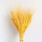 Beautiful_Dried_Pampas_Grass_Boquet_-_-_tag1_-4147942 Beautiful Dried Pampas Grass Boquet tag1