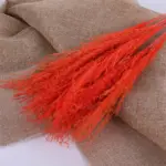 Beautiful_Dried_Pampas_Grass_Boquet_-_-_tag1_-4147948 Beautiful Dried Pampas Grass Boquet tag1