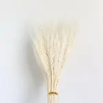 Beautiful_Dried_Pampas_Grass_Boquet_-_-_tag1_-4147955 Beautiful Dried Pampas Grass Boquet tag1