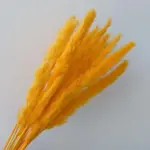 Beautiful_Dried_Pampas_Grass_Boquet_-_-_tag1_-4147968 Beautiful Dried Pampas Grass Boquet tag1