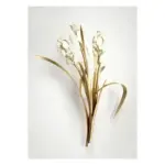 Biarresa Canvas