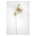 Biarresa Canvas