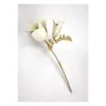 Biarresa Canvas