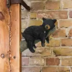 Black Bear Ornament tag1
